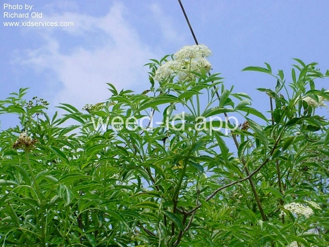 elderberry, common